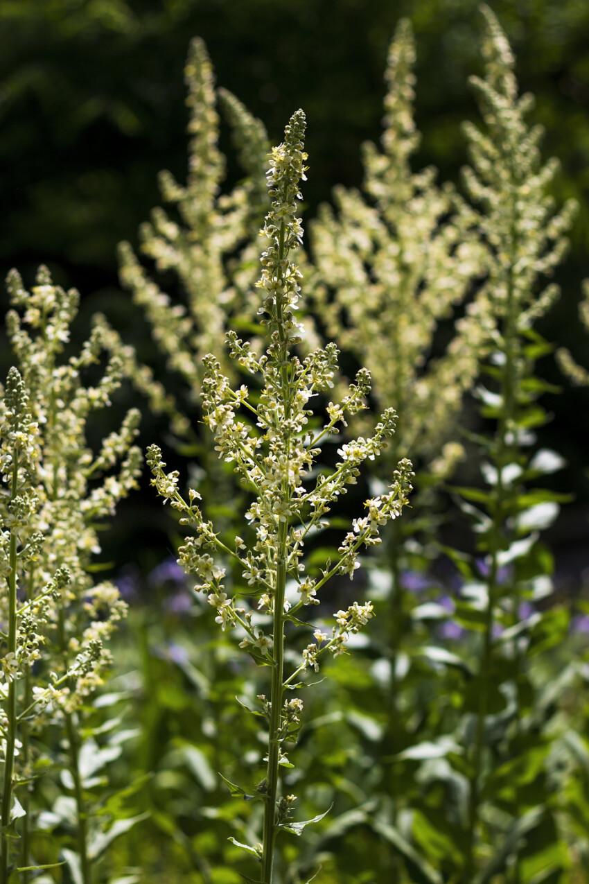 Eremurus himalaicus flowers in the garden