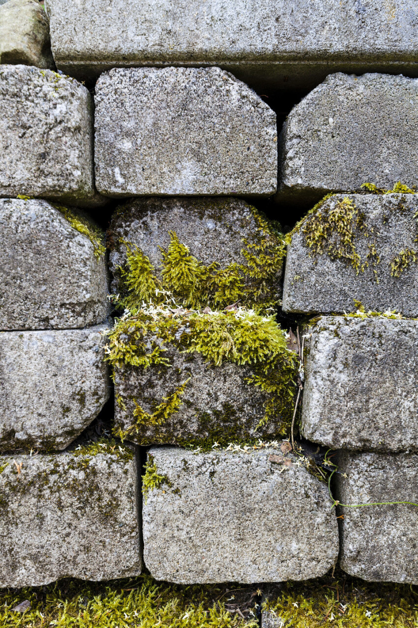 stones overgrown with moss texture