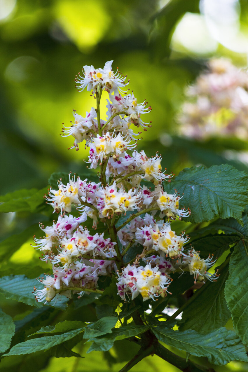 white blooming chestnut tree flowers in spring