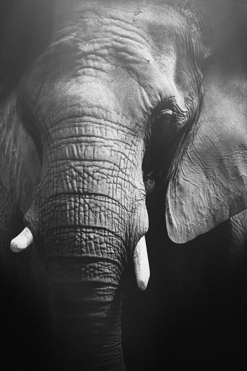 Beautiful Elephant Portrait Close Up