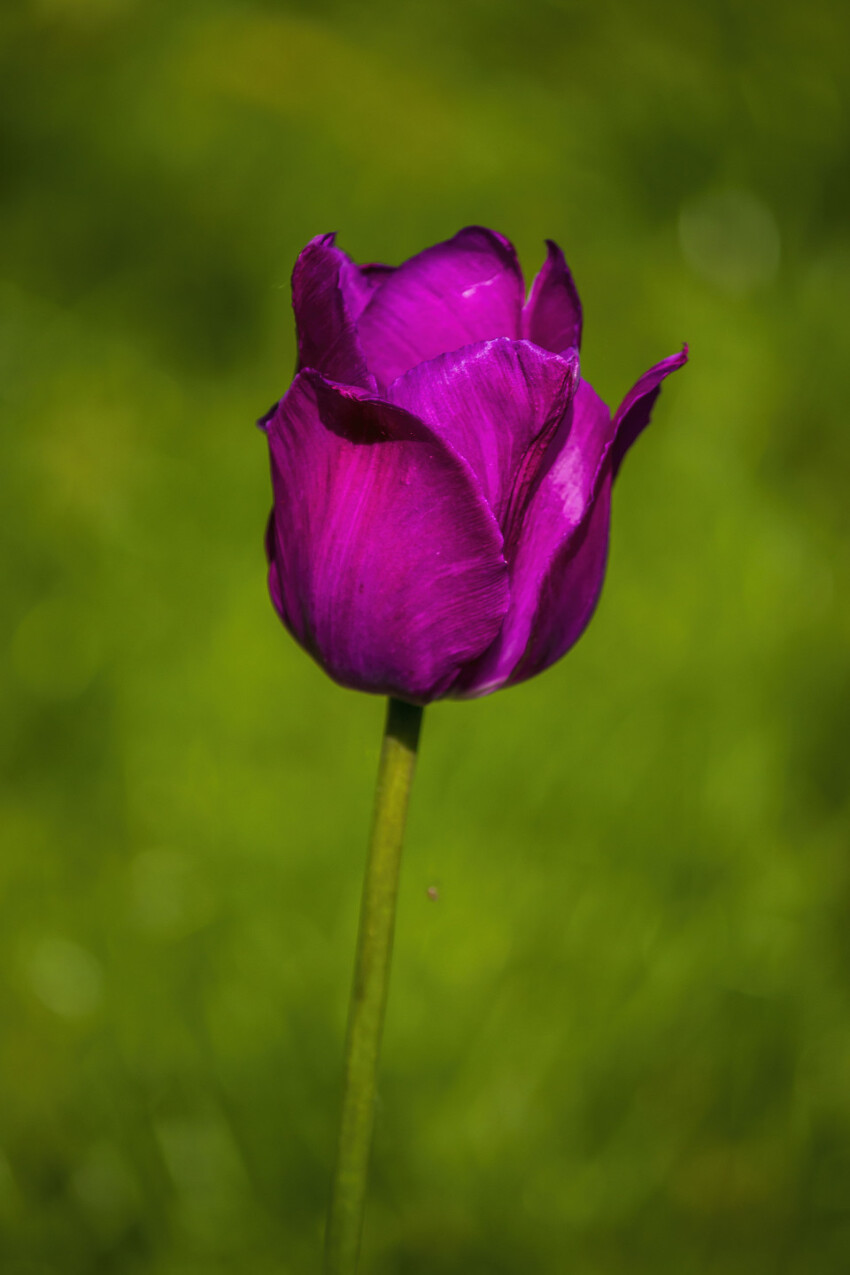 beautiful purple tulip flower in summer