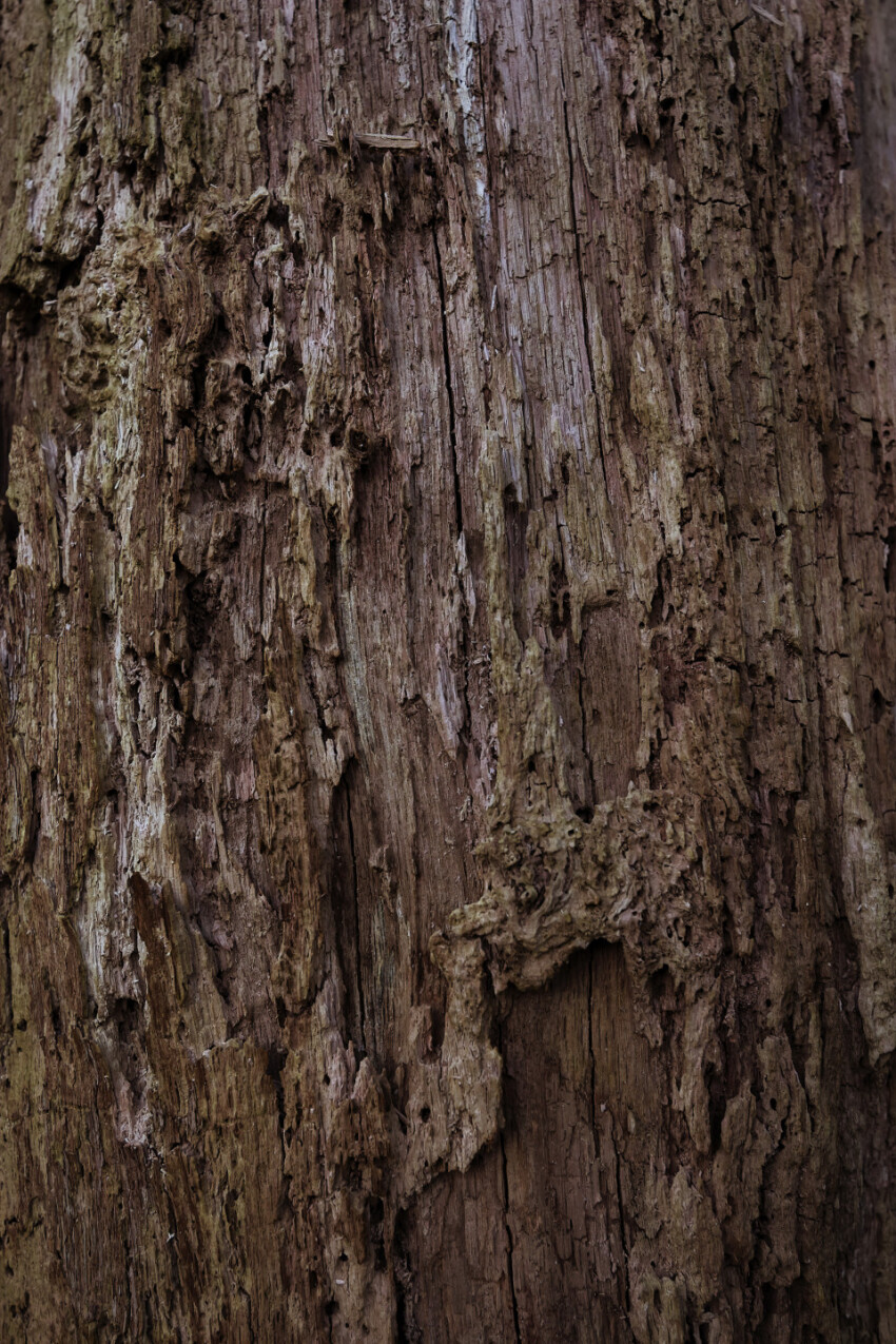 brown bark tree texture