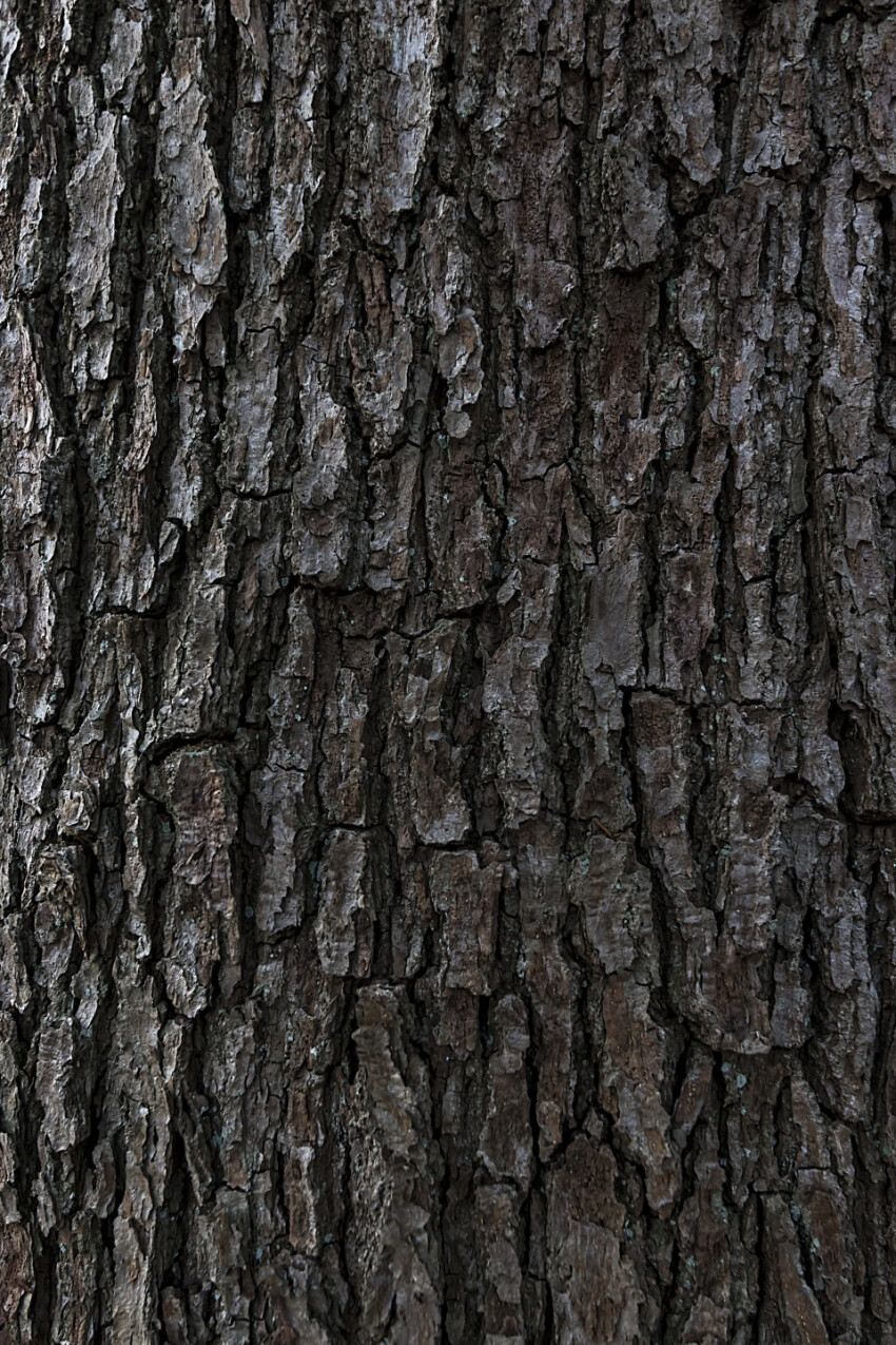 rough bark tree texture