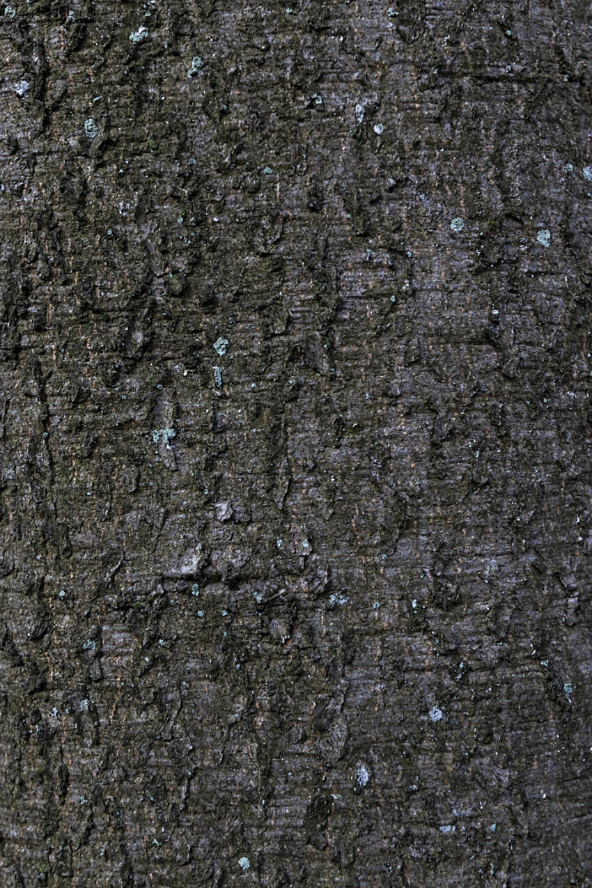 fine bark tree texture