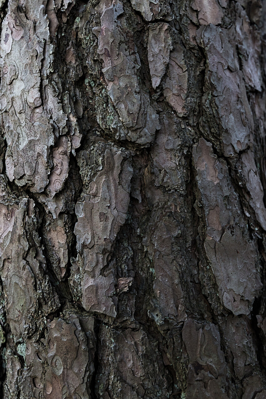 bark tree texture