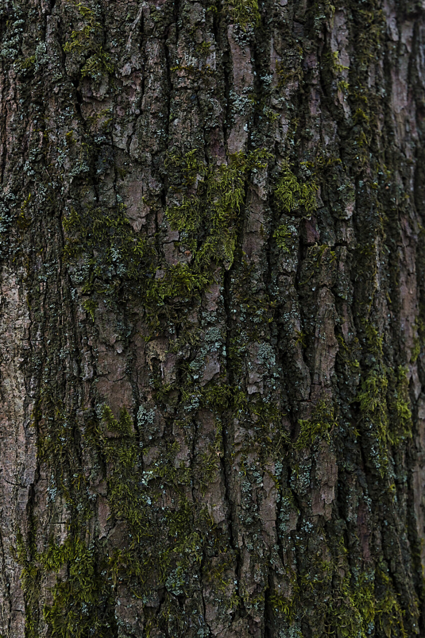 bark tree texture moss