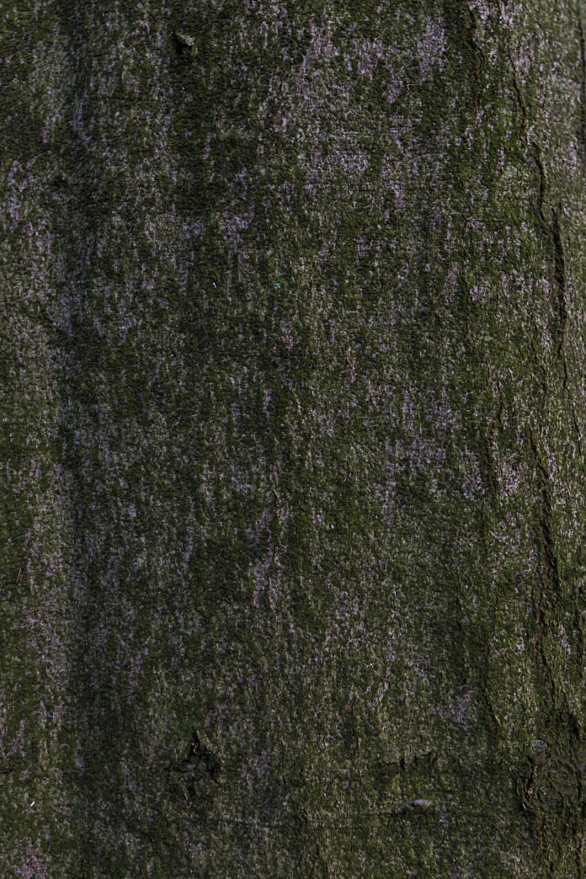 moss bark tree texture