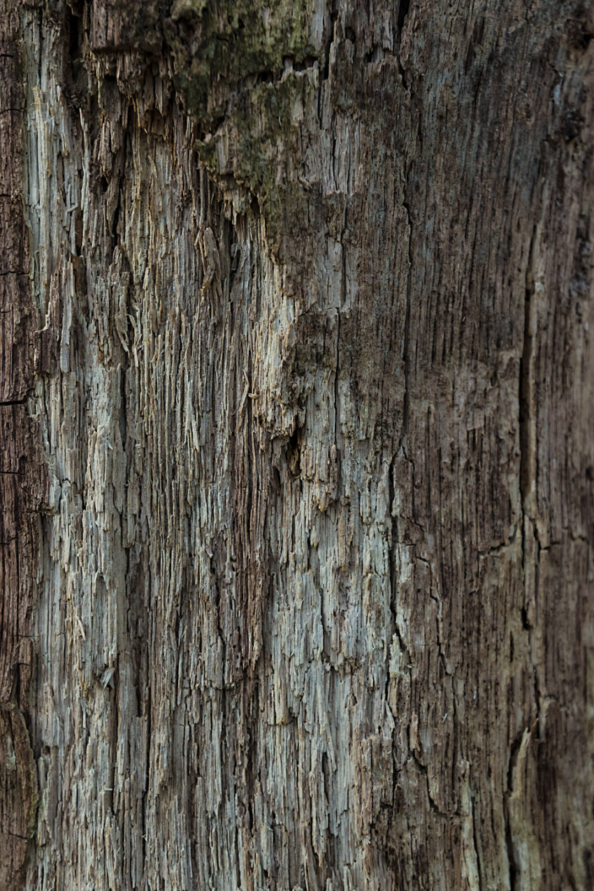 dead tree bark texture