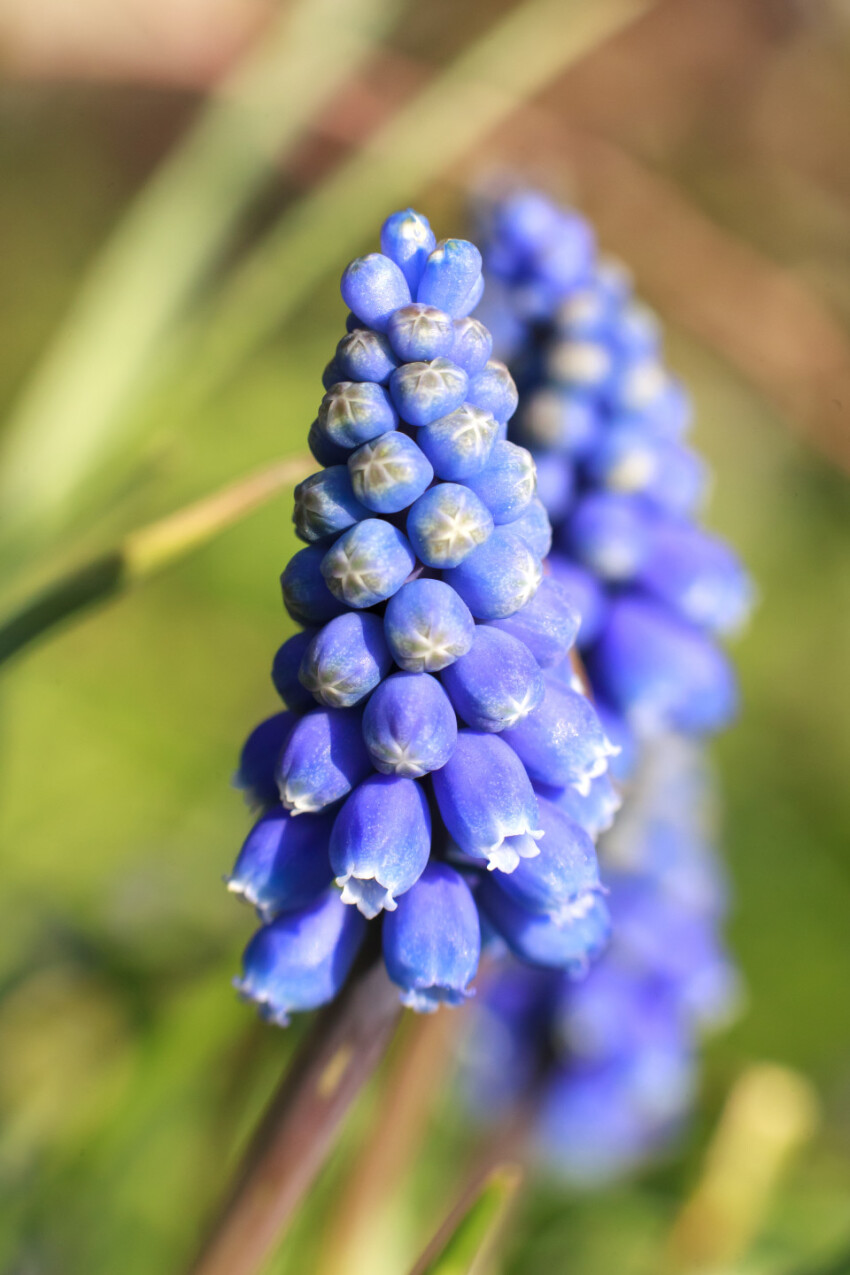 Hyacinth flowers close up