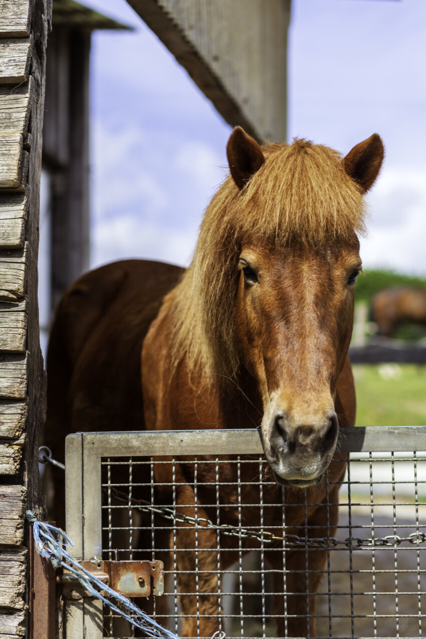 Beautiful brown horse in the paddock. Portrait of a horse