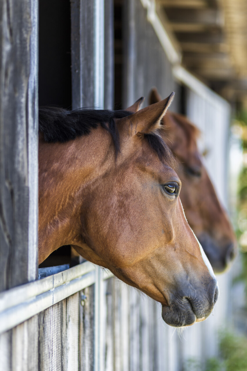 portrait of a brown horse in a stable