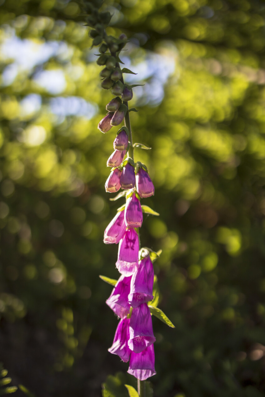 Beautiful Foxglove Flower in May