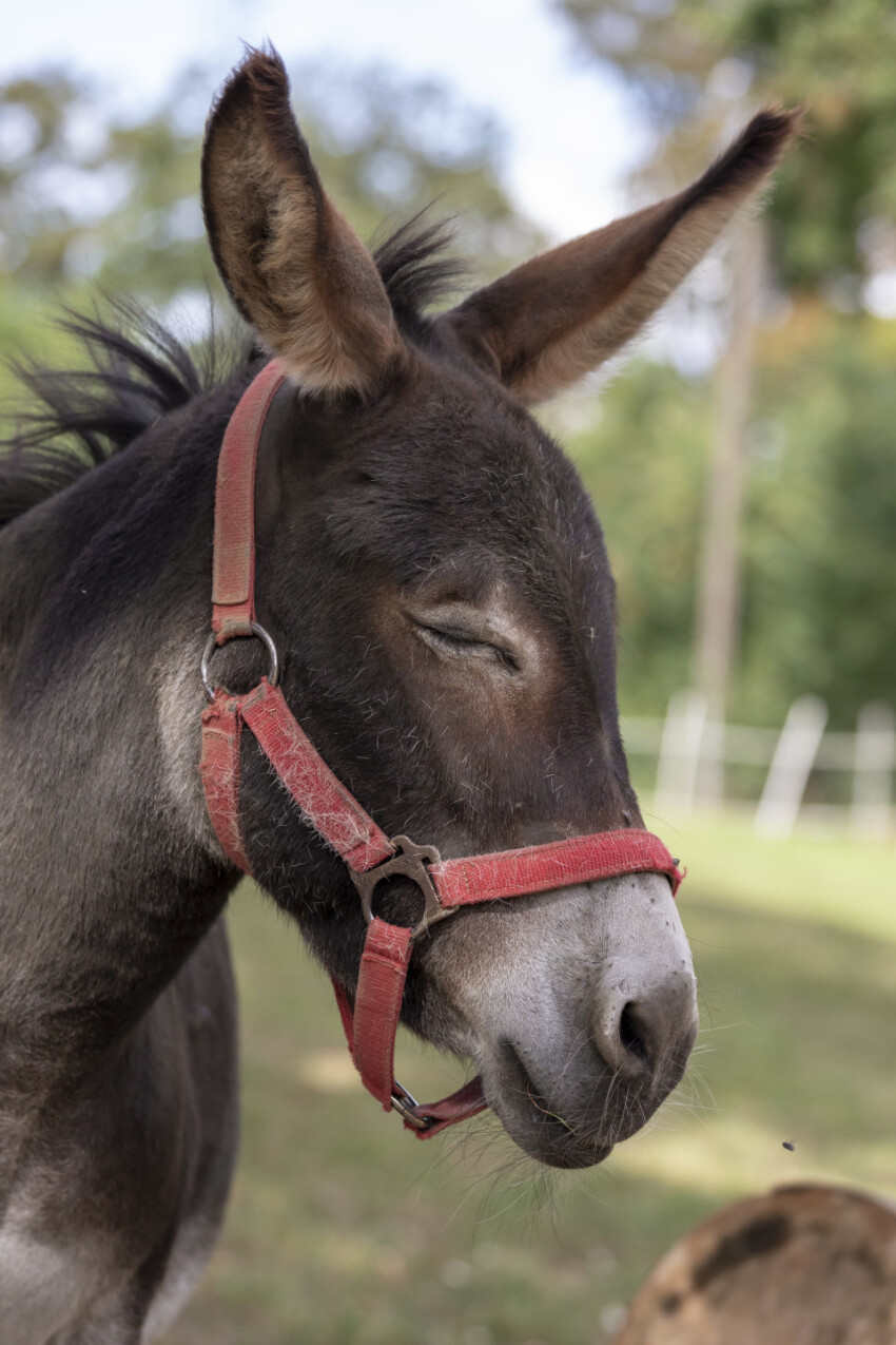 Donkey with eyes closed because it is bothered by flies