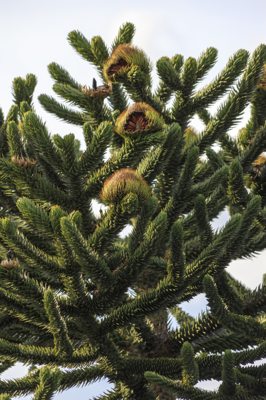 Araucaria araucana (monkey puzzle tail tree, or Chilean pine)