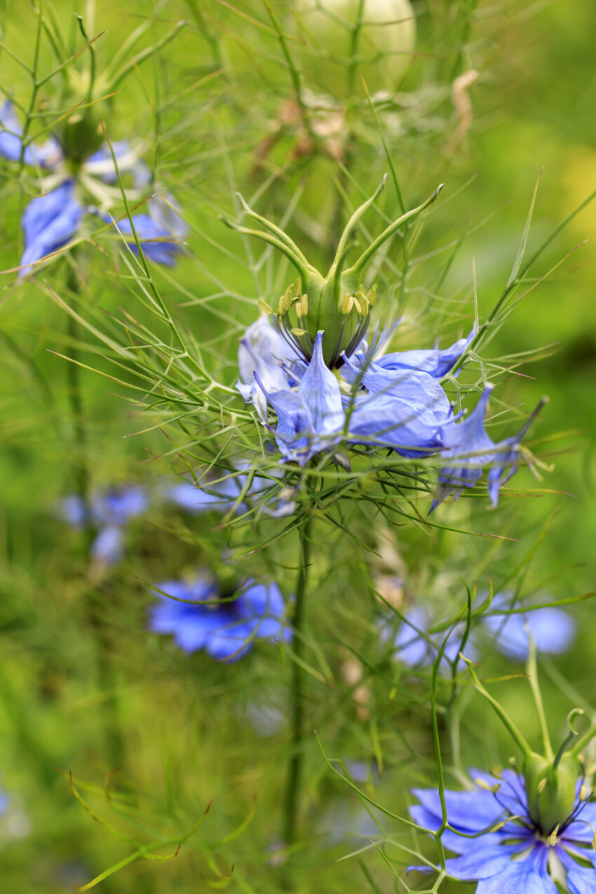 Nigella damascena, wild fennel