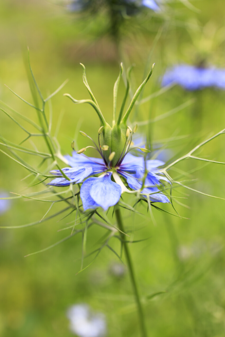 Nigella damascena, wild fennel