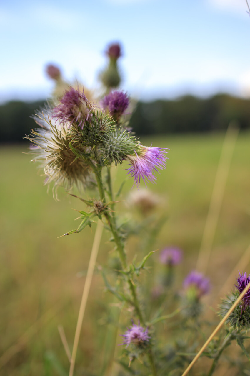 Milk thistle flower in a rural landscape