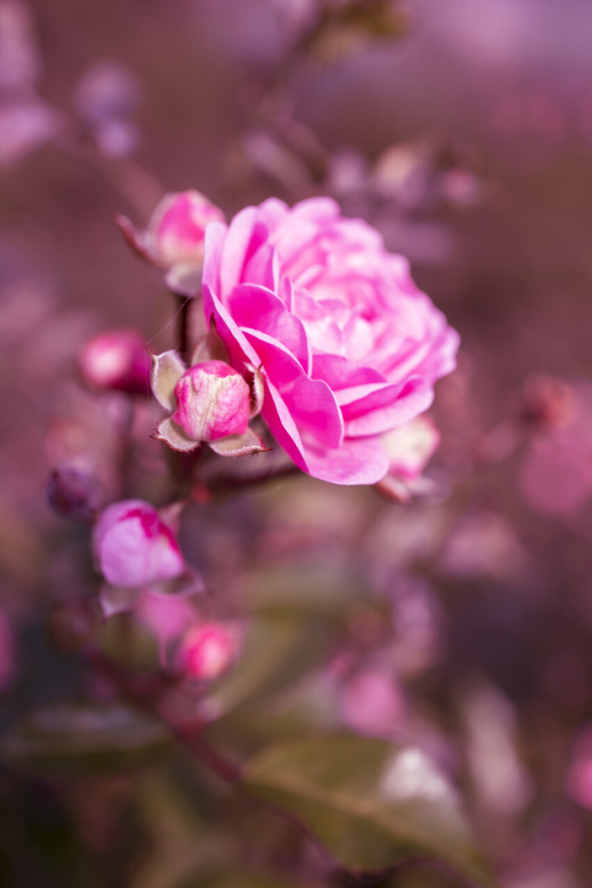 Beautiful pink roses in a garden