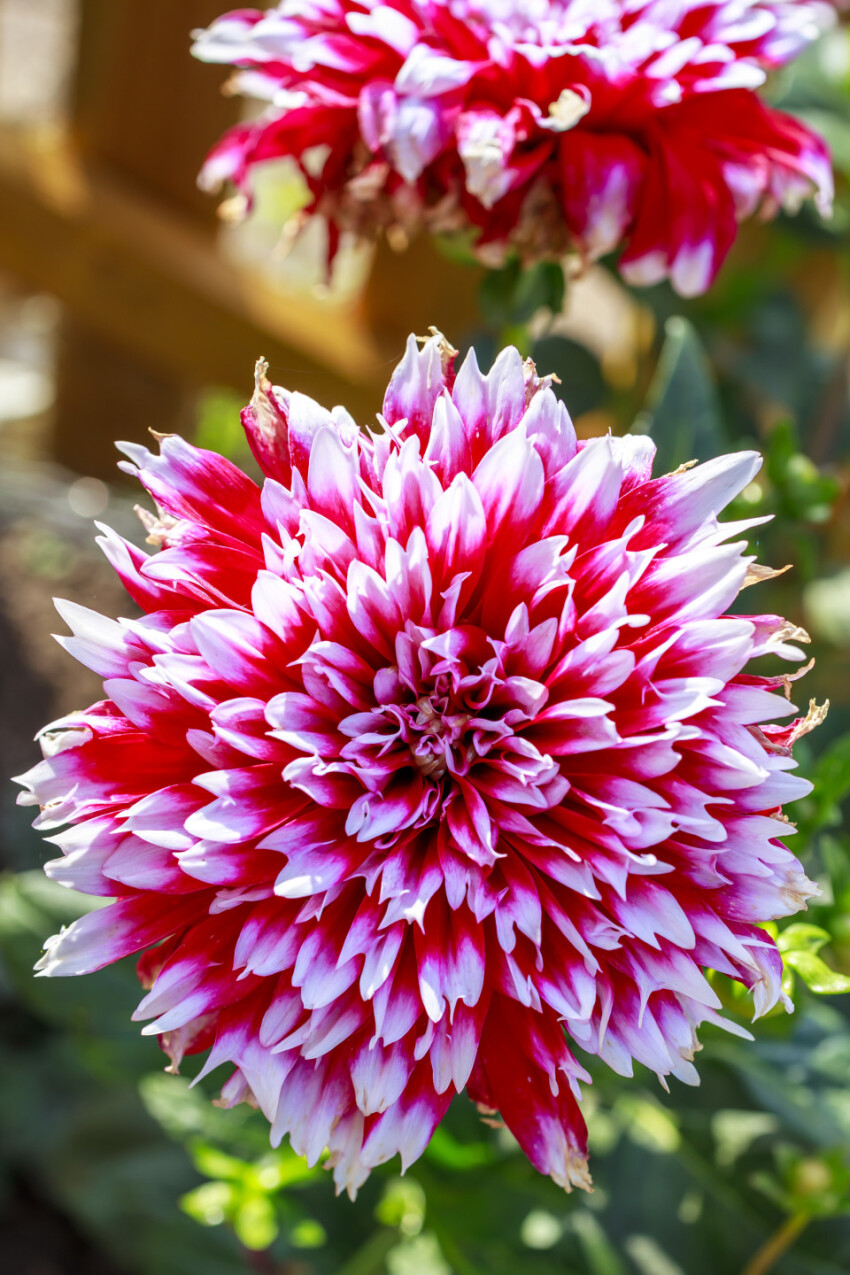 Closeup shot of a red and white dahlia flower