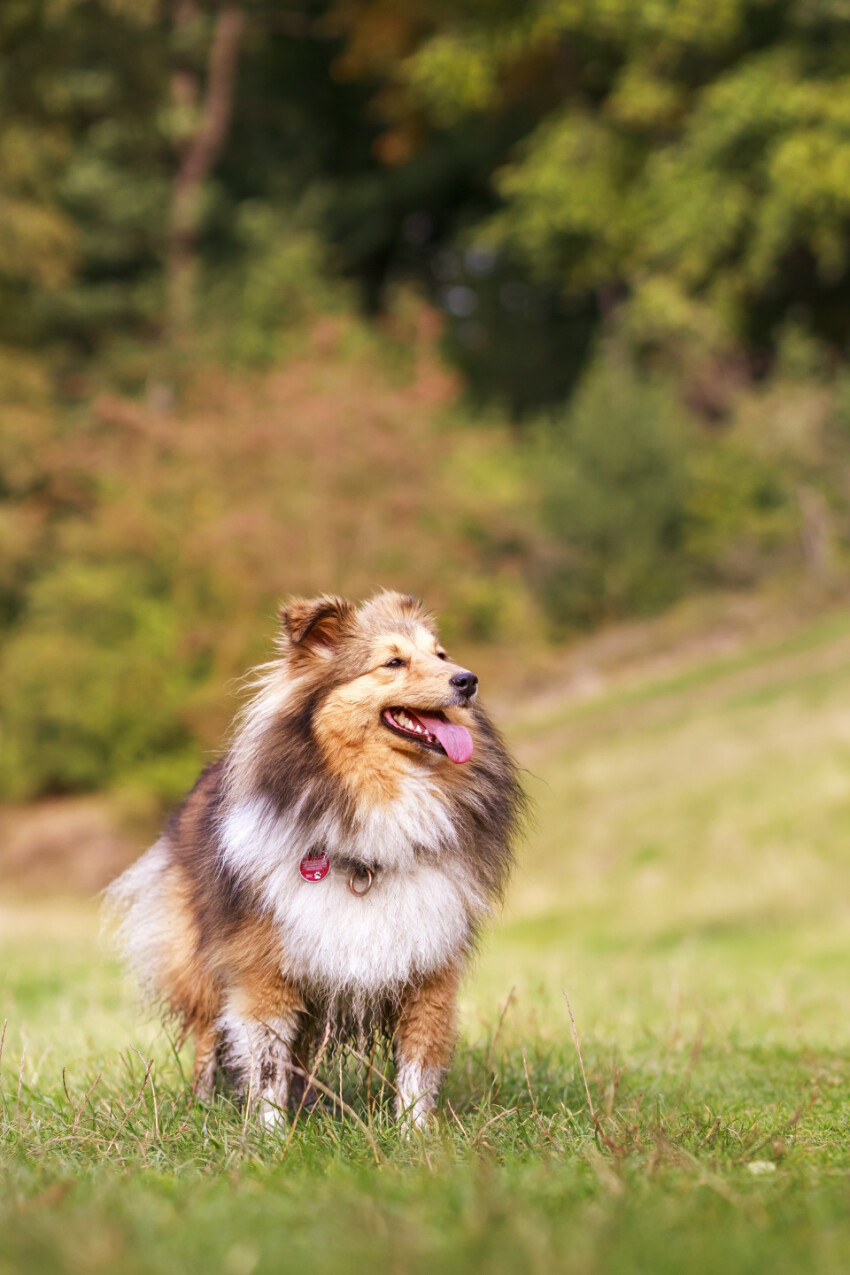 Shetland Sheepdog on a meadow