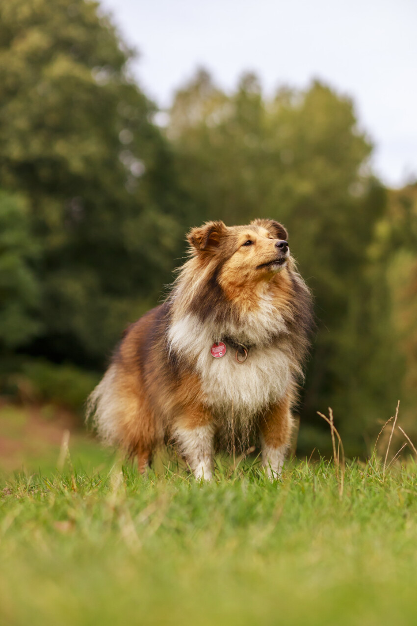 Shetland Sheepdog on a meadow