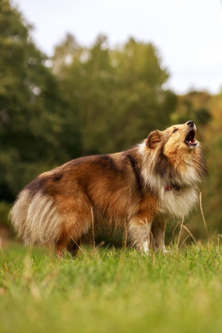 Shetland Sheepdog on a meadow