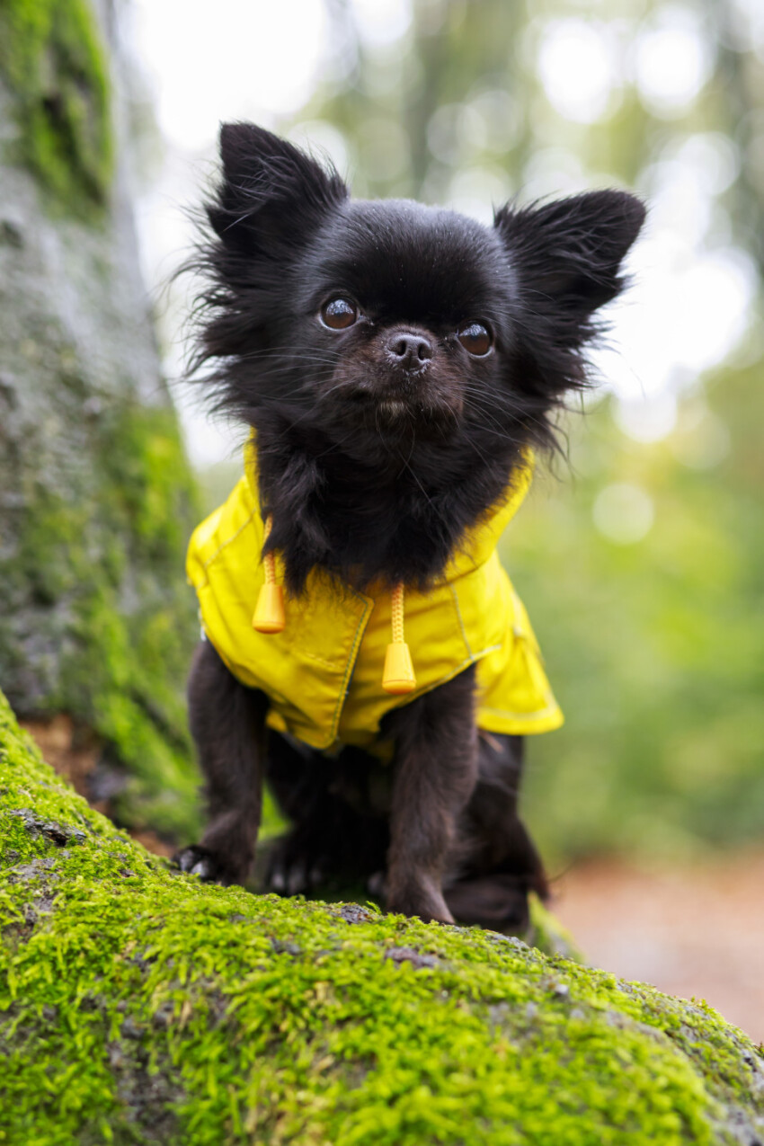 adorable little chihuahua dog wearing a yellow oil jacket in the autumn forest during some rain