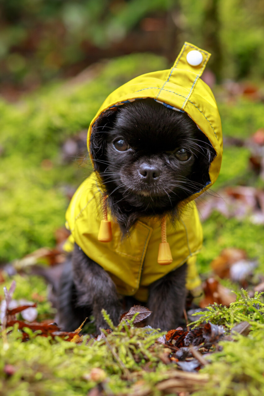 adorable little chihuahua dog wearing a yellow oil jacket in the autumn forest during some rain