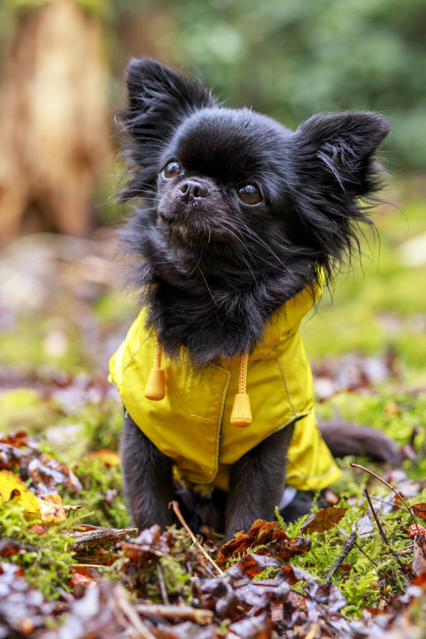 adorable little chihuahua dog wearing a yellow oil jacket in the autumn forest during some rain