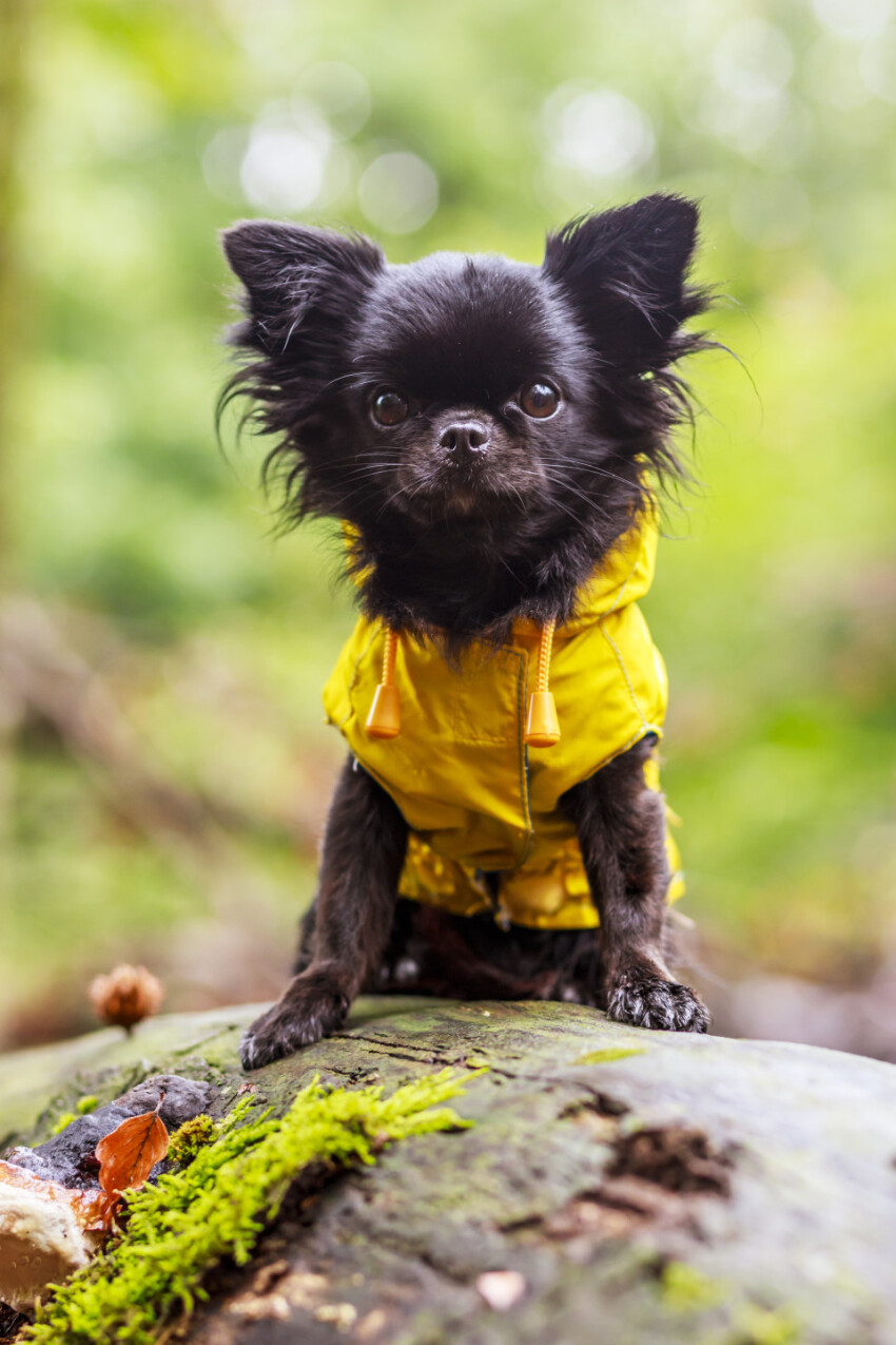 adorable little chihuahua dog wearing a yellow oil jacket in the autumn forest during some rain