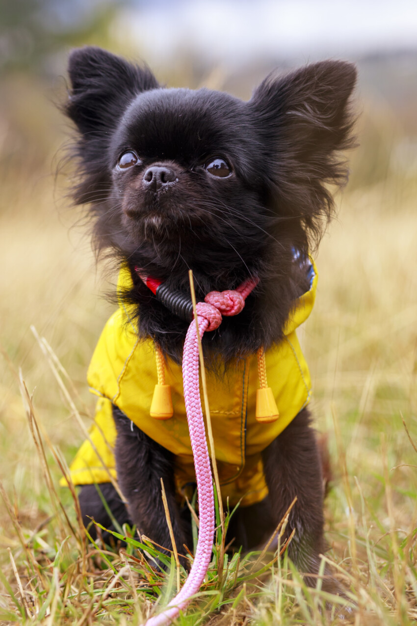 adorable little chihuahua dog wearing a yellow oil jacket in the autumn forest during some rain