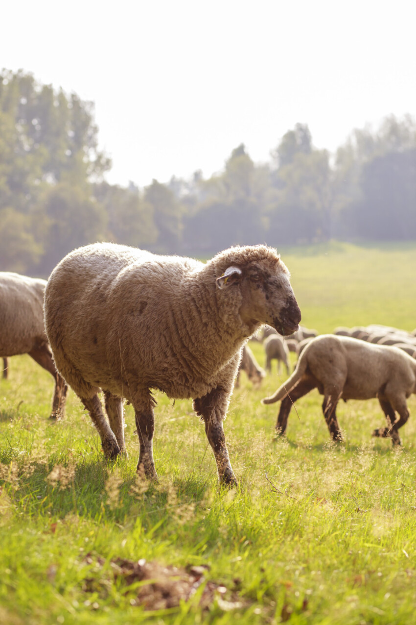 A large flock of sheep is driven from the pastures into the stables