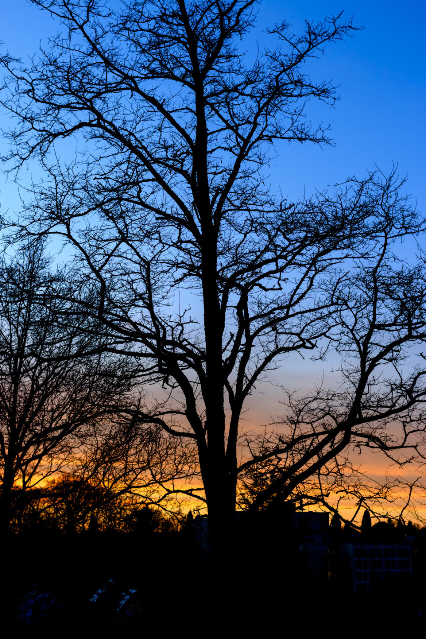 Magical sunrise with tree silhouettes