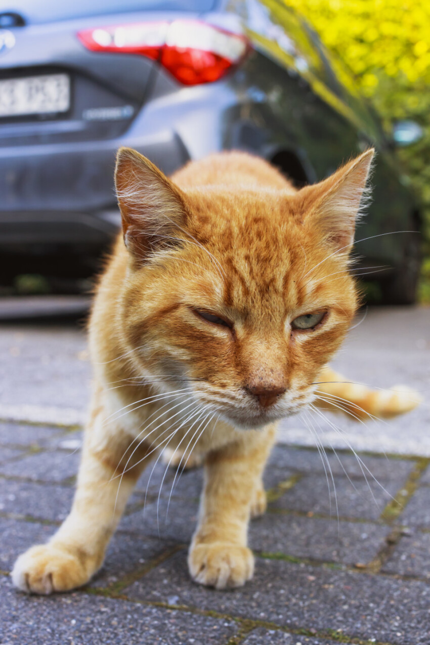 Cute ginger cat standing on a street