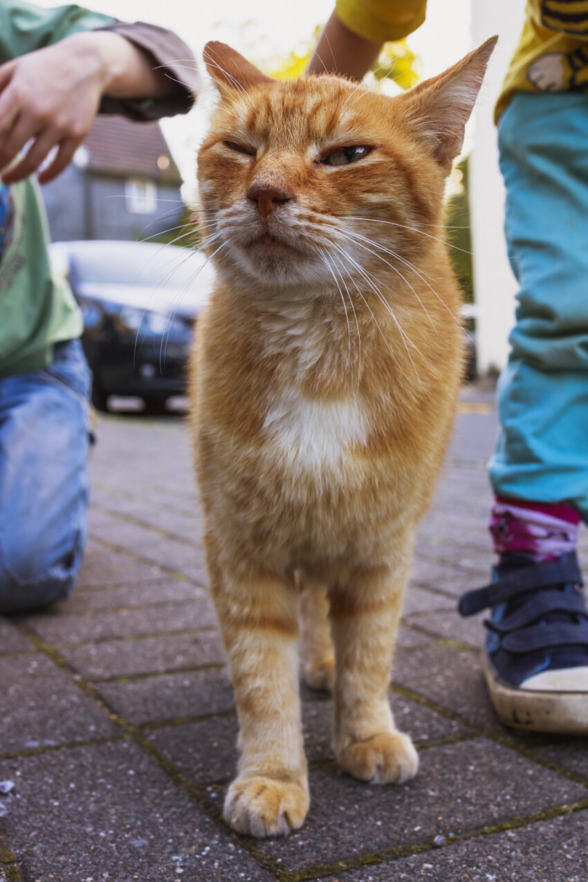 Cute ginger cat is being petted by children on a street