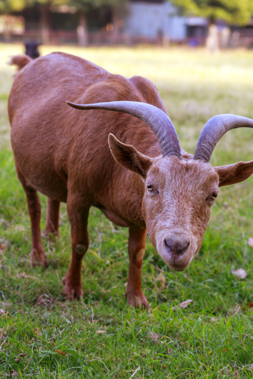 brown goat looking at the camera