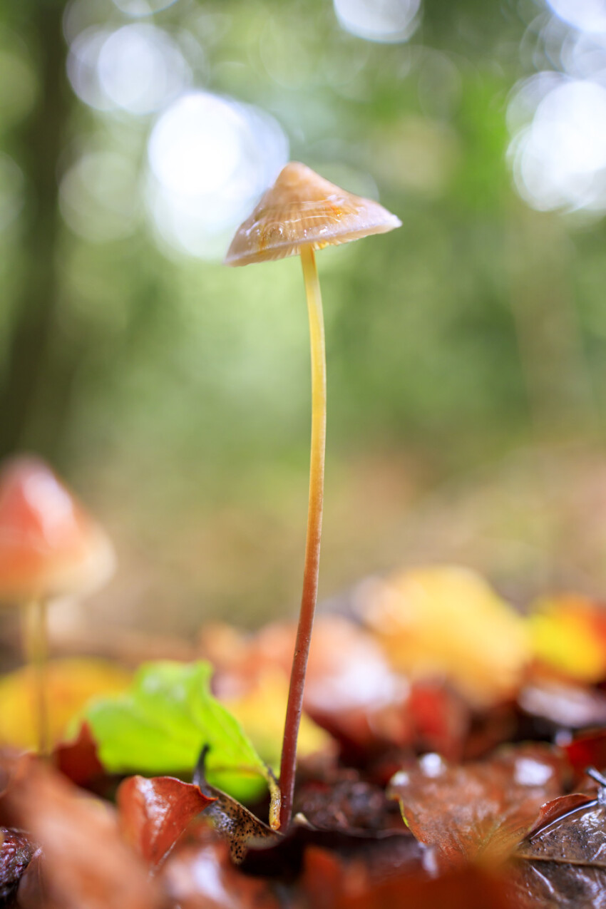 Conocybe mushroom in a german forest