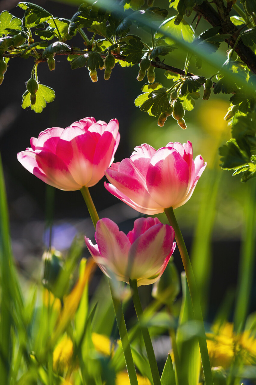 pink blooming tulips flowers in spring