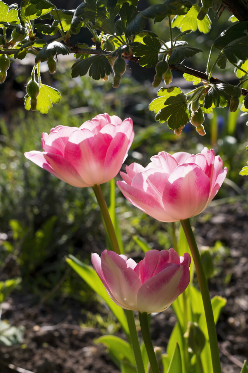 pink blooming tulips flowers in spring