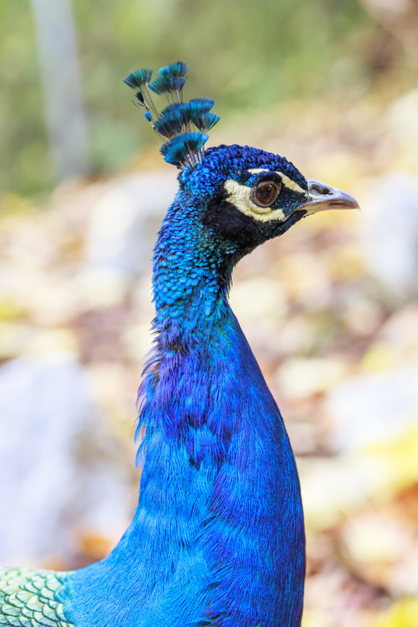 Portrait of a peacock