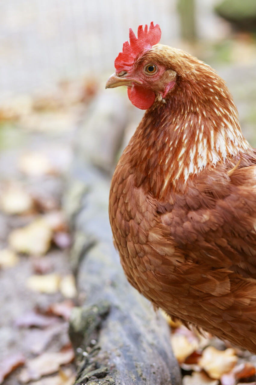 Free range hen in autumn