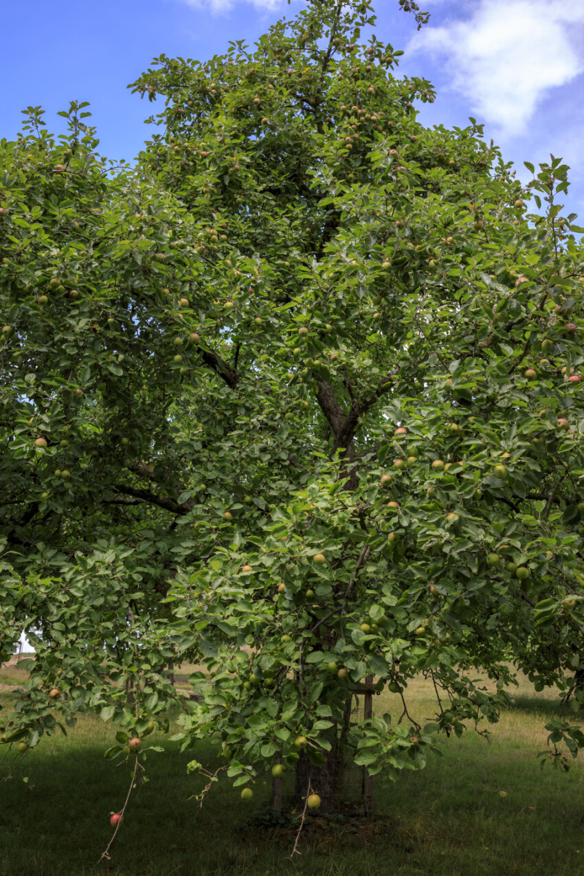 A beautiful apple tree with plenty of apples in July