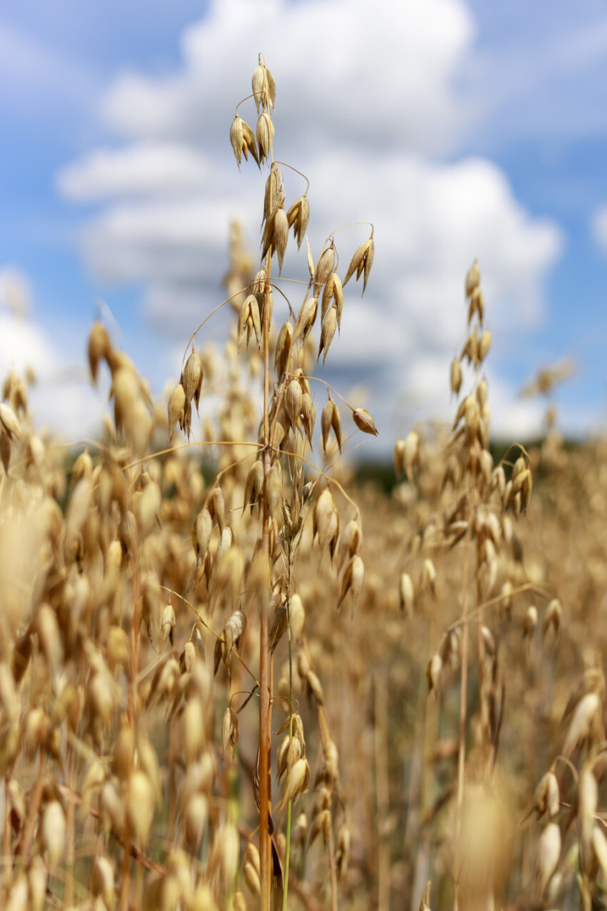 Oats on the field