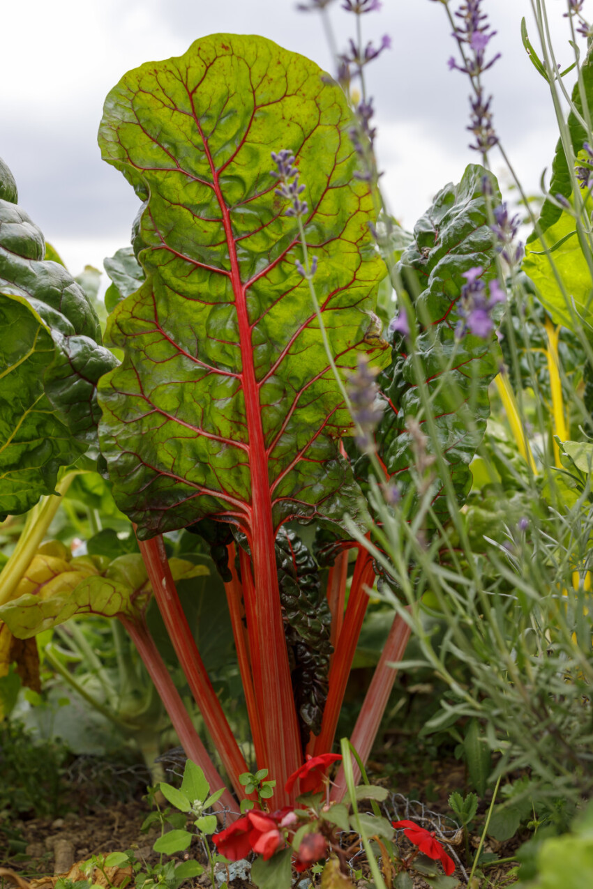 Swiss chard cultivation