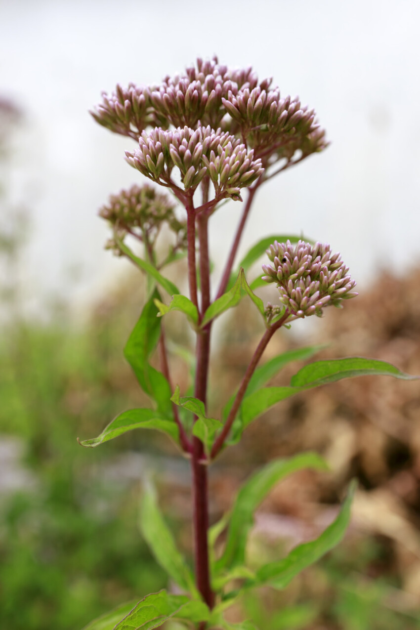 Curative flower Eupatorium cannabinum blooming