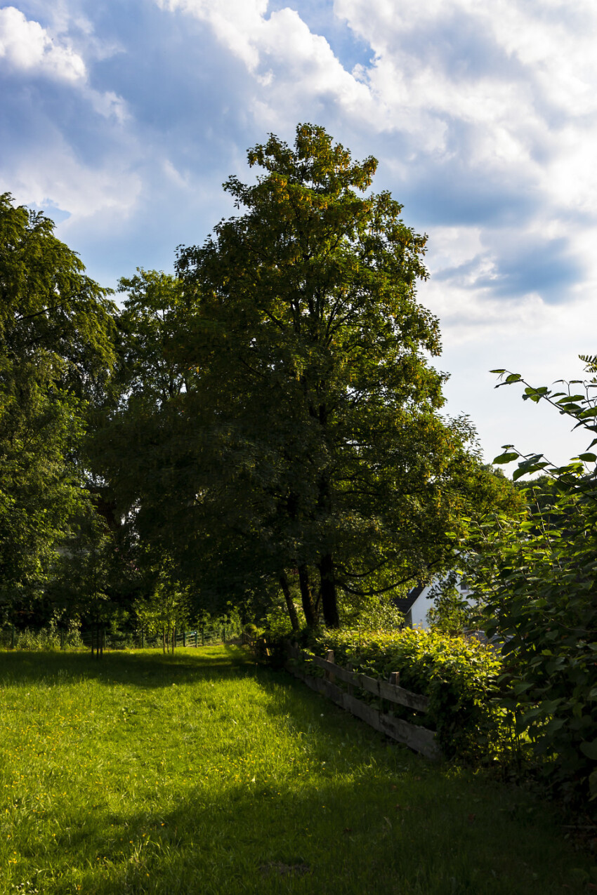 tree under clouds