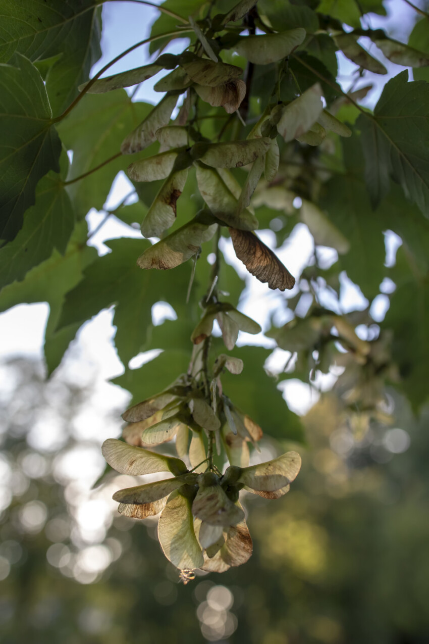 Samaras tree branch in spring close up