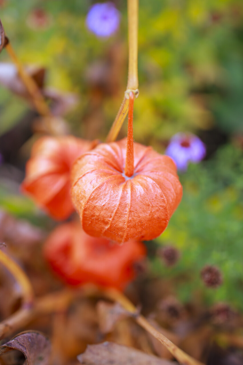 Physalis peruviana - Cape gooseberry, goldenberry or physalis