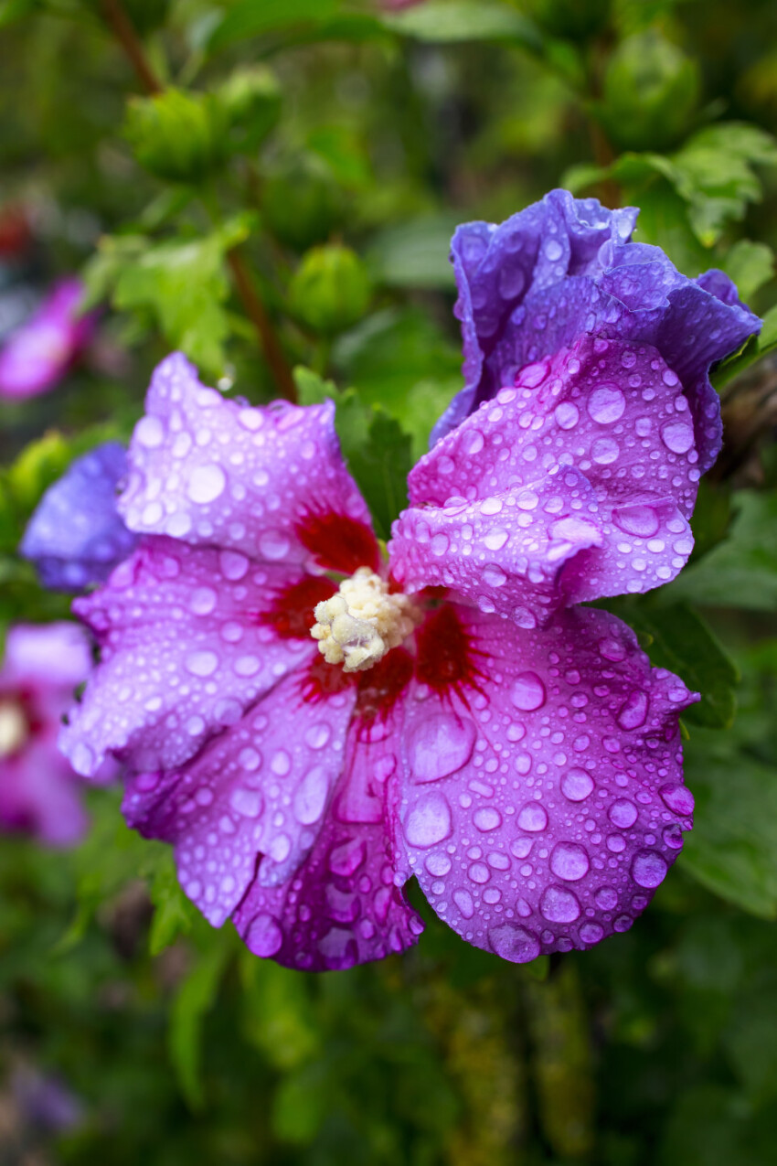 Purple Hibiscus flower