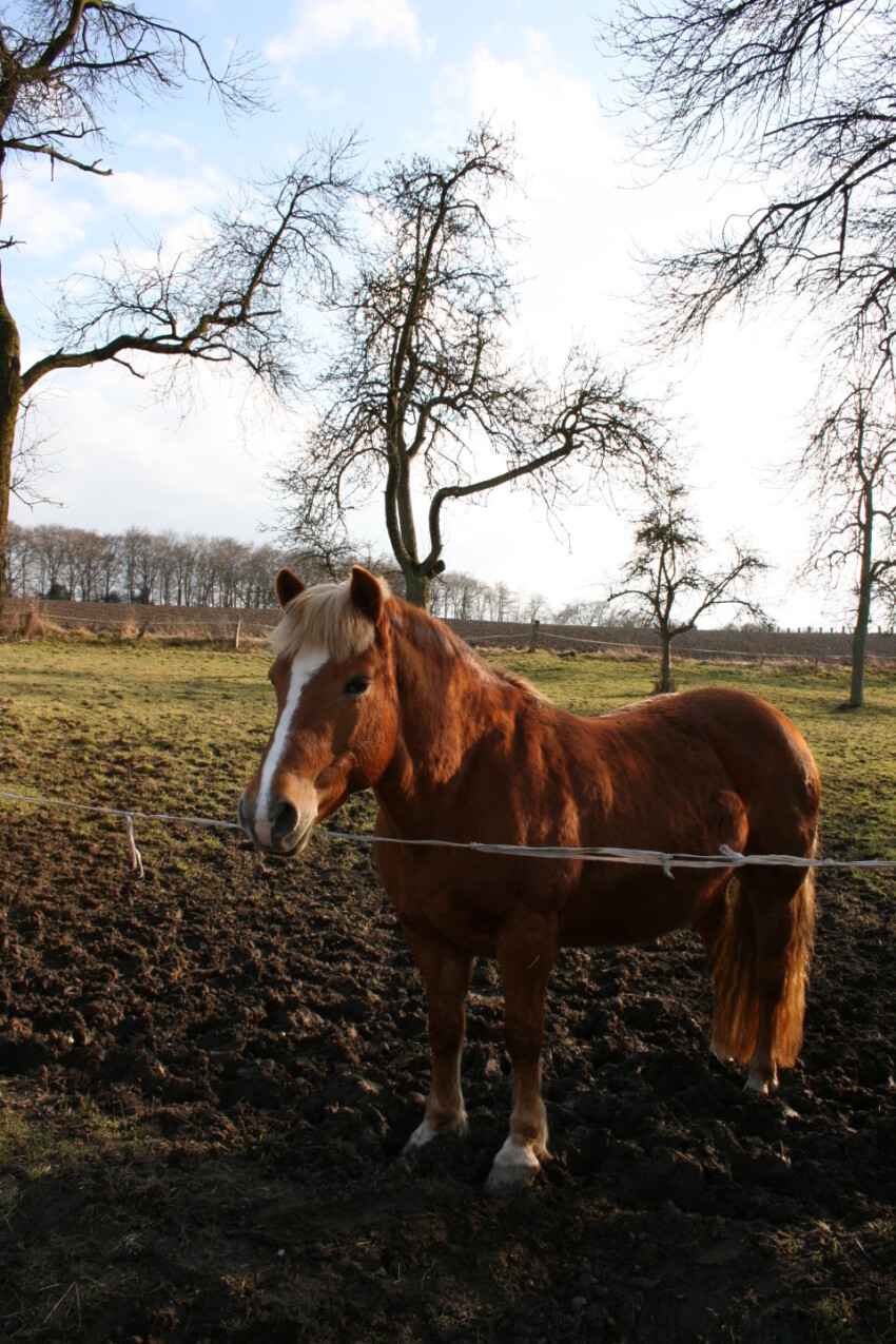 Cute Horse in Autumn